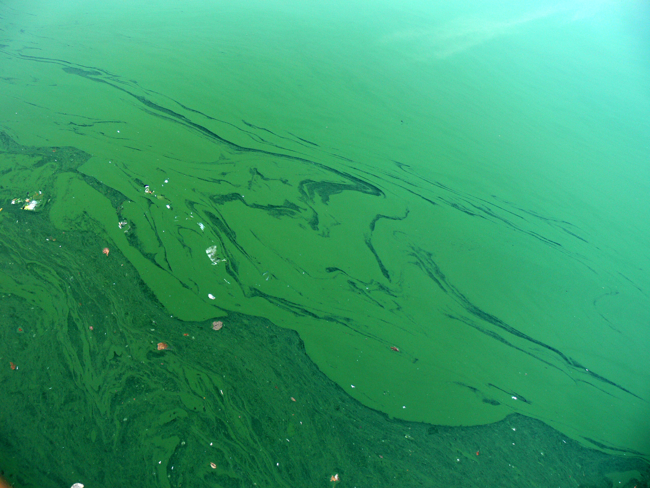 Blue Green Algae Barmac Pty Ltd