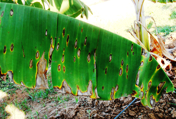 cercospora-leaf-spot-in-banana-barmac-pty-ltd