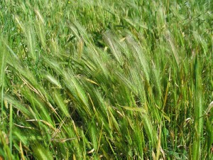barley-grass 