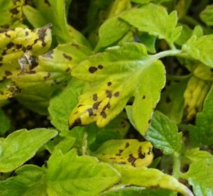 Bacterial Black Spot - Barmac Pty Ltd
