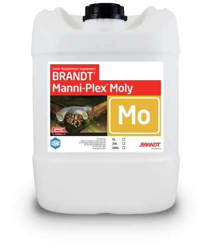 Brandt_Manni-Plex-Moly
