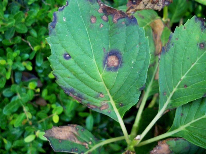 Cercospora Leaf Spot - Barmac Pty Ltd