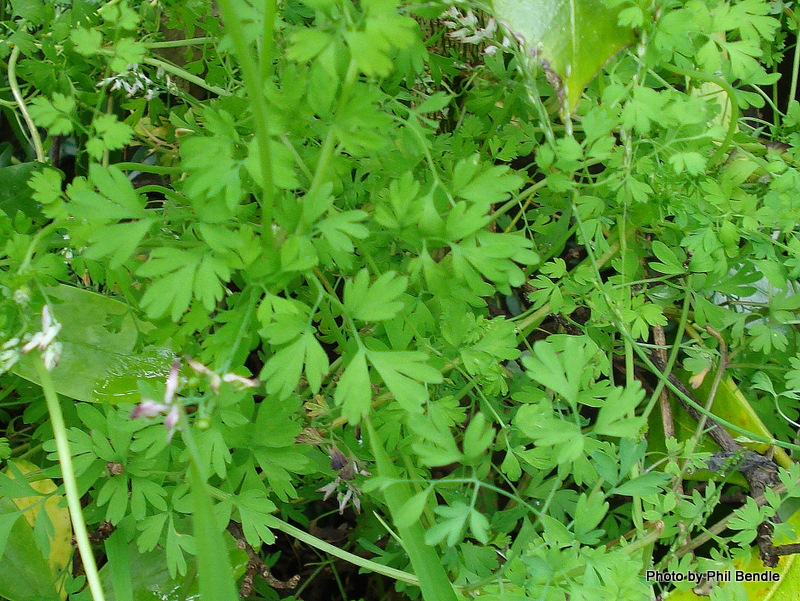 Fumitory - Barmac Pty Ltd