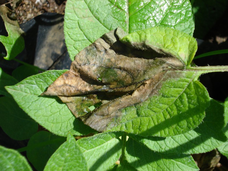 late blight disease cycle