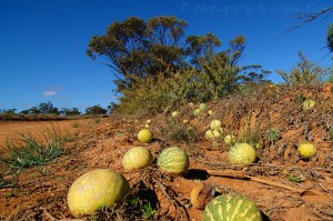 Paddy Melons