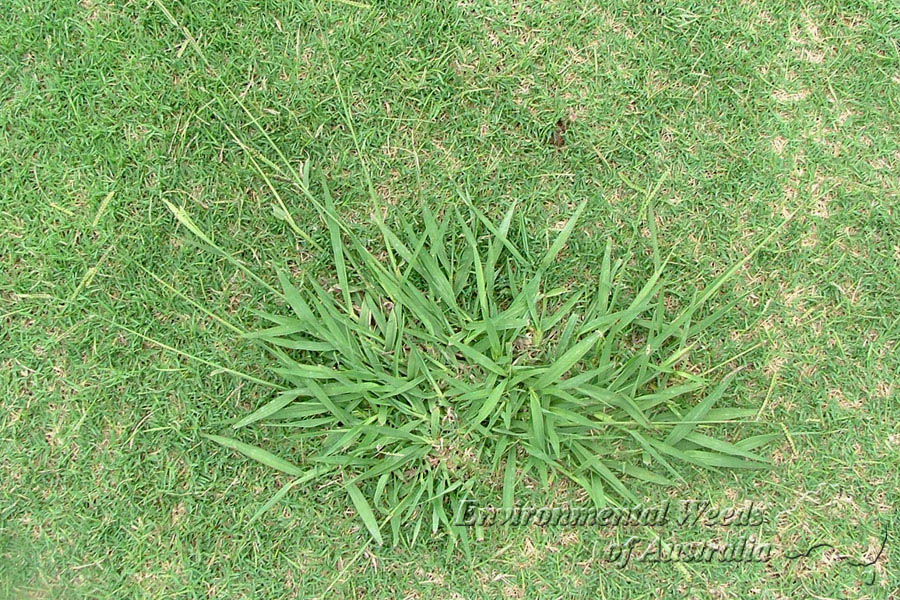 Paspalum Barmac Pty Ltd