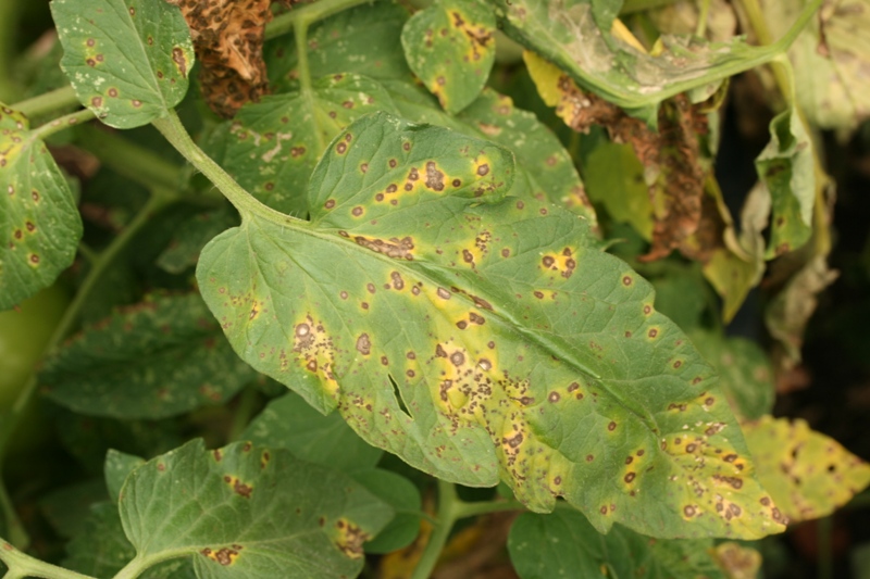 Septoria Leaf Spot Barmac Pty Ltd