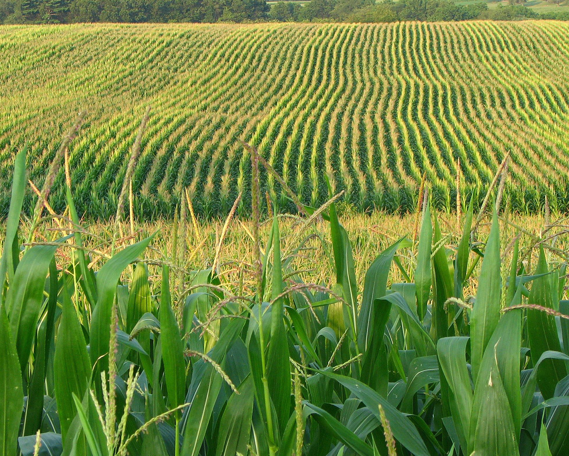Возделывание культурных растений. Иллинойс кукурузные поля. Канзас кукурузные поля. Кукурузные плантации Мексики. Поля кукурузы Сингента.