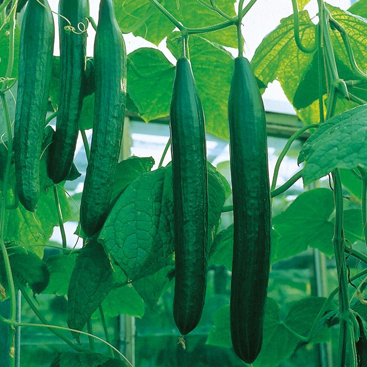 Cucumis sativus