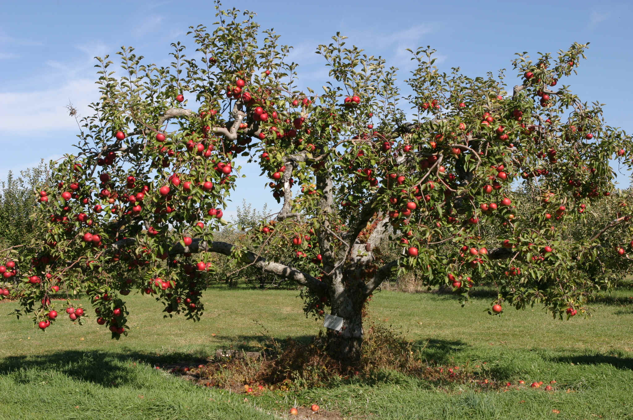 What Fruit Trees Are Native To The United States