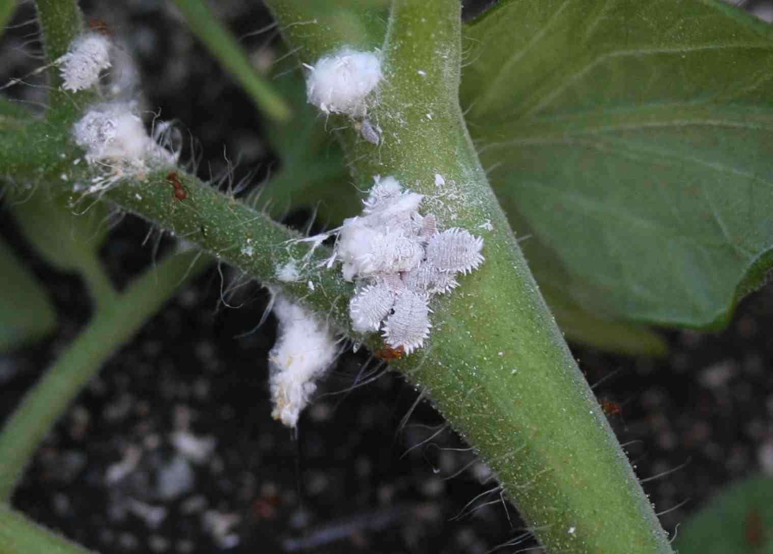 what is insect mealybug