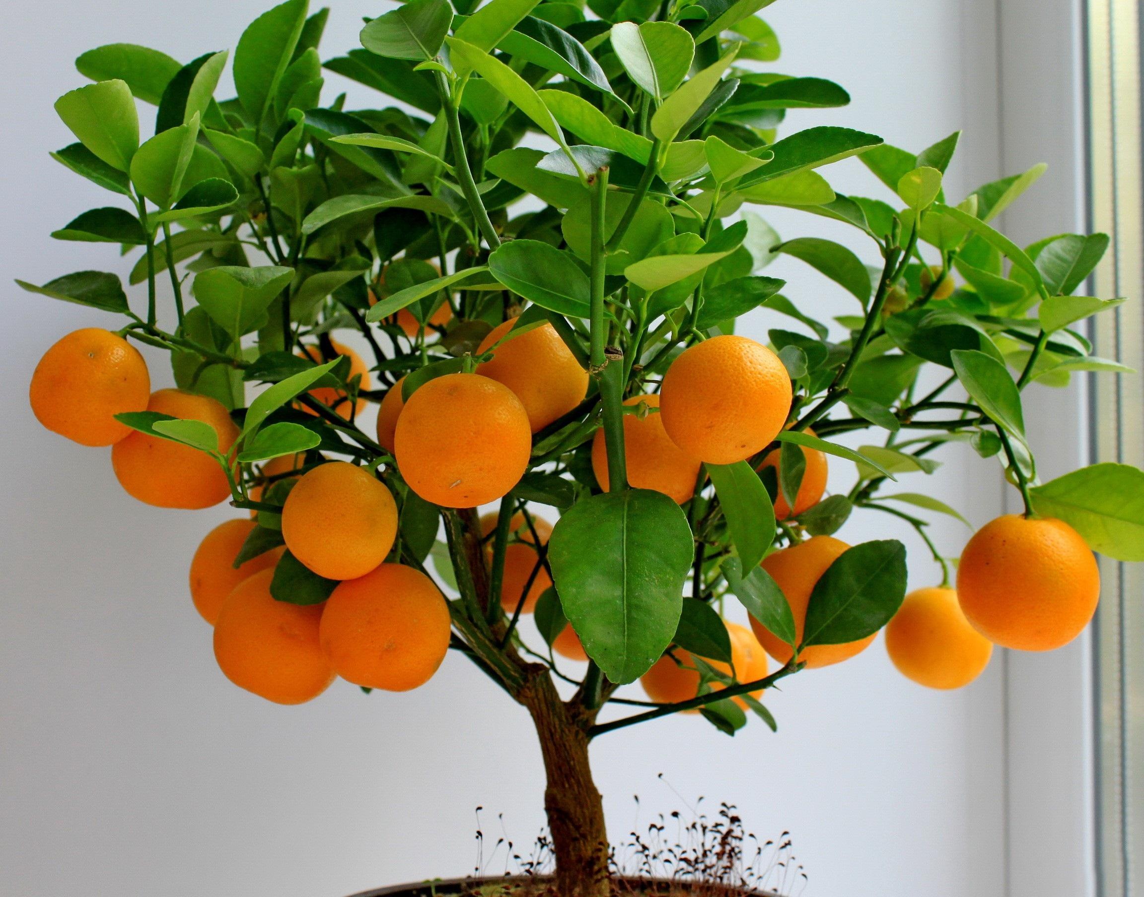 Page Orange Tree