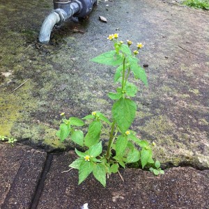 potato weed