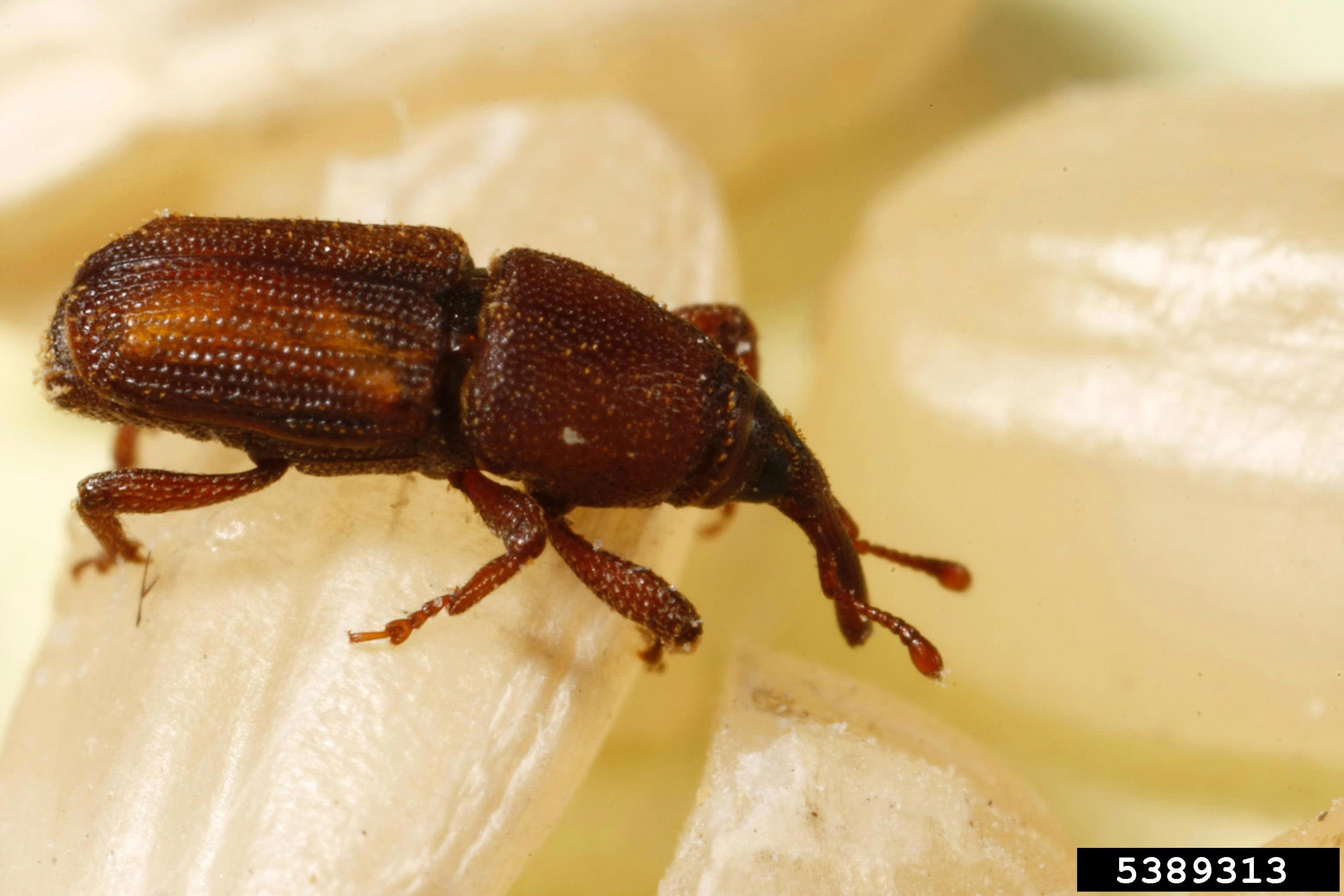 rice weevil research article