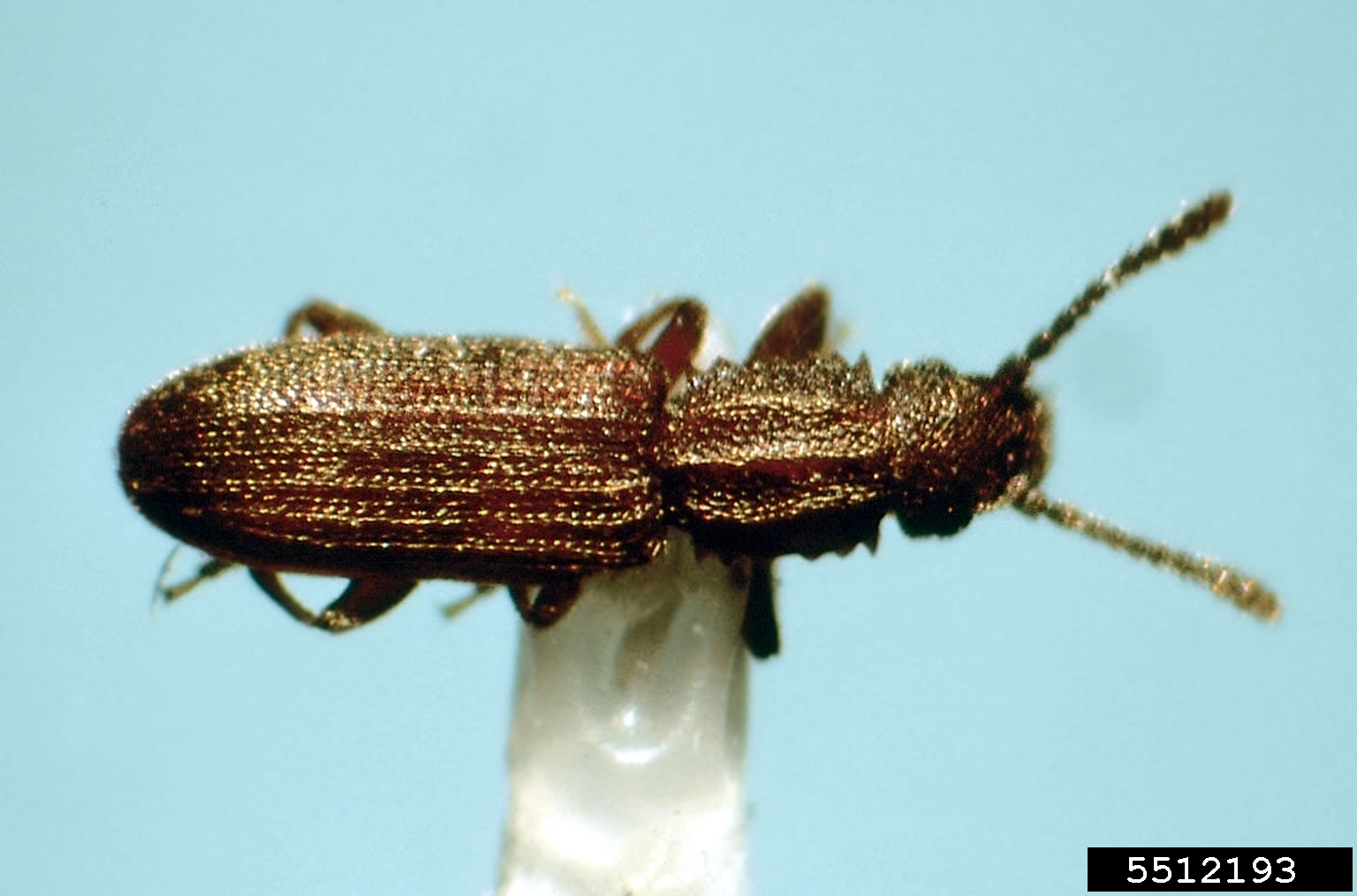 Saw Toothed Grain Beetle - Barmac Pty Ltd