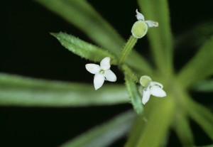 Close-up of flowering Galium tricornutum, commonly known as Three-horned bedstraw, weed growing in a barley crop in Cordering in 2003.