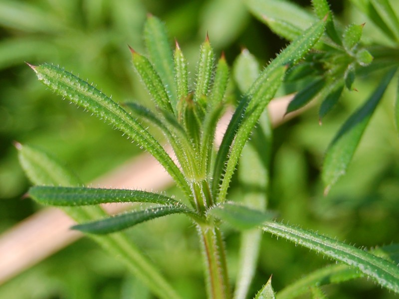 Cleavers - the velcro plant