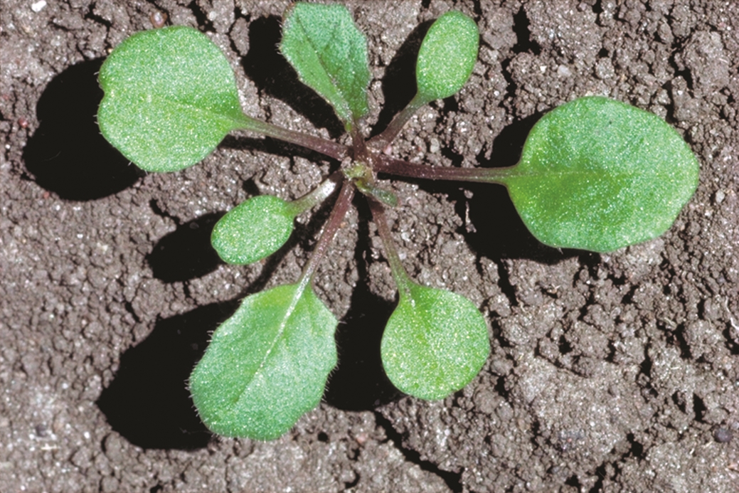 Indian Hedge Mustard Barmac Pty Ltd