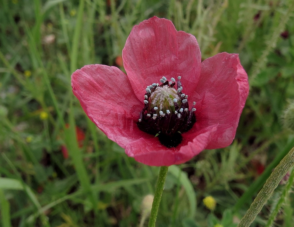 Rough Poppy - Barmac Pty Ltd