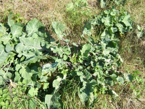 wild cabbage
