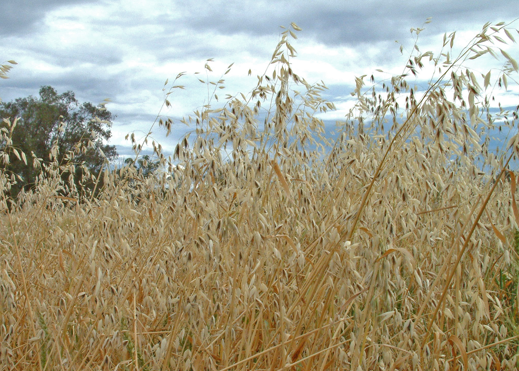 Snapshot of Wild Oats Seed Consumption In