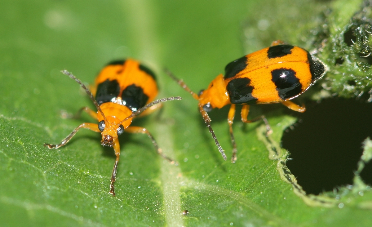 Pumpkin Beetle - Barmac Pty Ltd