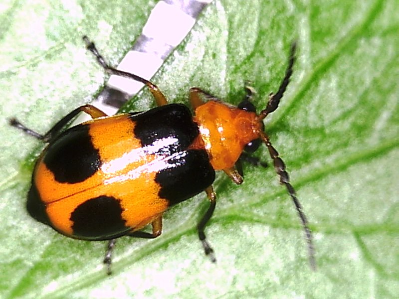 Pumpkin Beetle - Barmac Pty Ltd