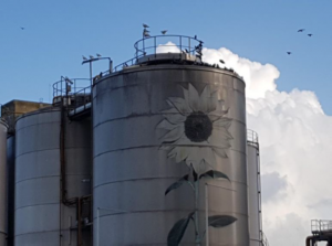 bird_free_optical_gel_eliminates_pigeon_infestation_grain_silos (1)